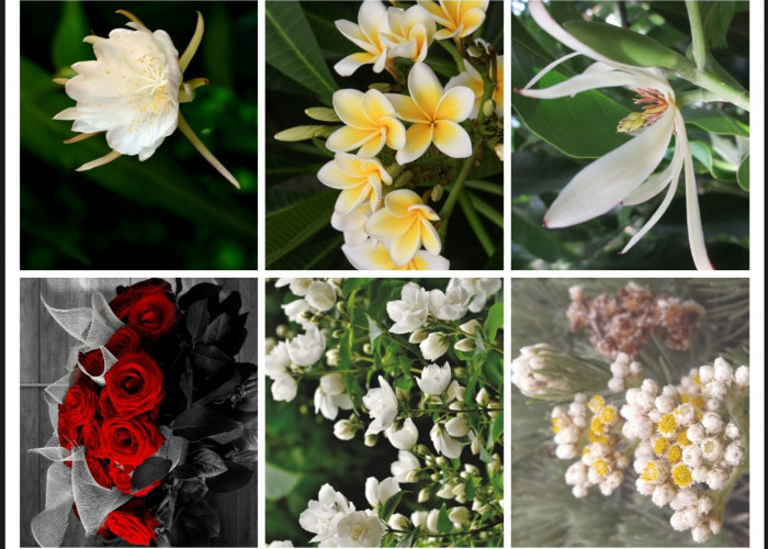 9 Tanaman Bunga Ini Dipercaya Sangat Disukai Makhluk Gaib, Yakin Ingin Tanam di Pekarangan Rumah?