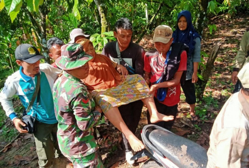 Petik Cabai, Nenek di Lampung Barat Disenggol Gajah