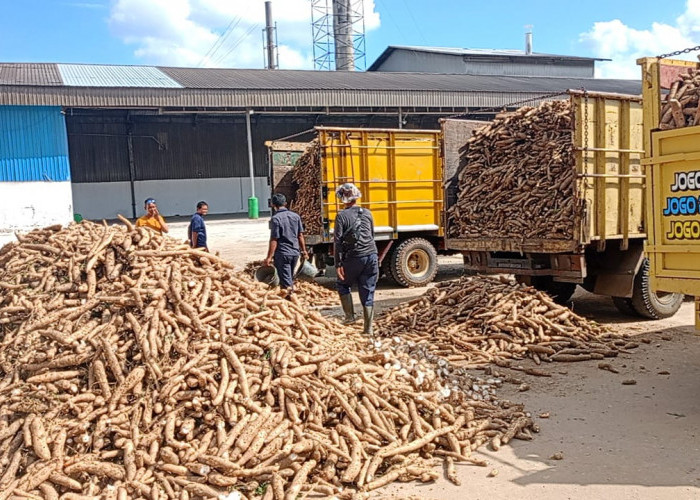 PT Budi Starch & Sweetener Mulai Terapkan Harga Beli Ubi Kayu Berdasarkan Kadar Aci