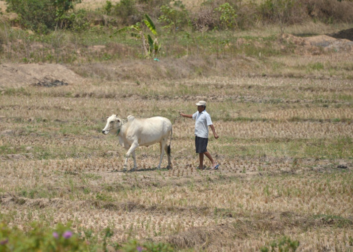 Dampak Fenomena El Nino pada Sektor Pertanian Bisa Diminimalkan, Gimana Caranya? 