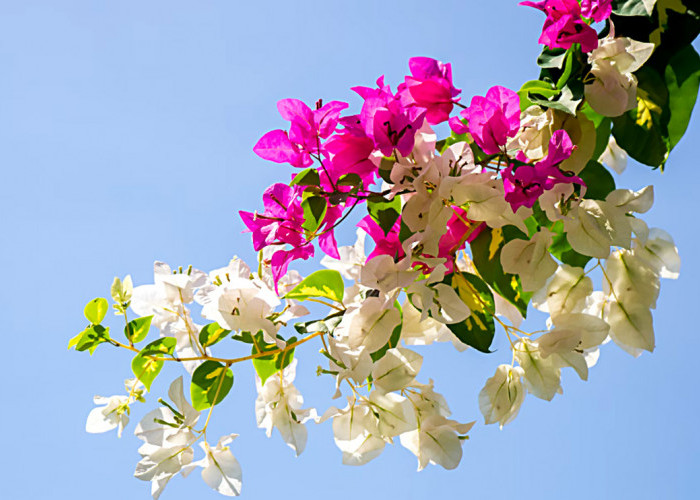 11 Bunga Bougenville Dengan Daun Unik, Dari Variegata Hingga Hijau Ungu 