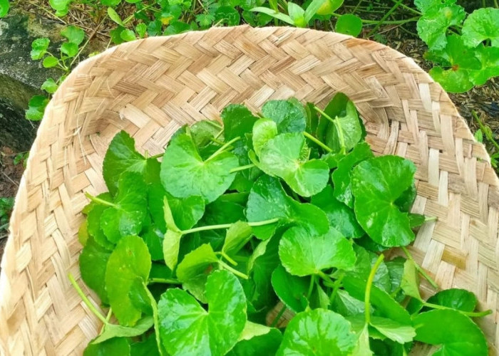 Resep Tradisional Masker Pegagan yang Bisa Bersihkan dan Kurangi Minyak Berlebih pada Wajah