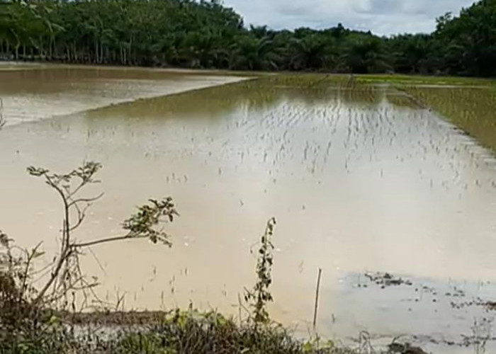 Lahan Sawah di Mesuji Terendam Genangan Air, Petani Merugi