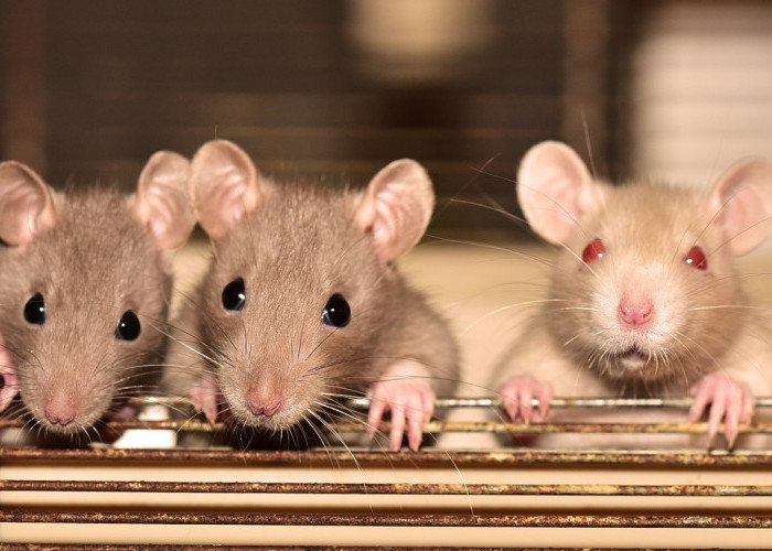 Tanpa Racun, Inilah 10 Cara Alami Usir Tikus Rumah, Bahannya Ada di Sekitar Kita