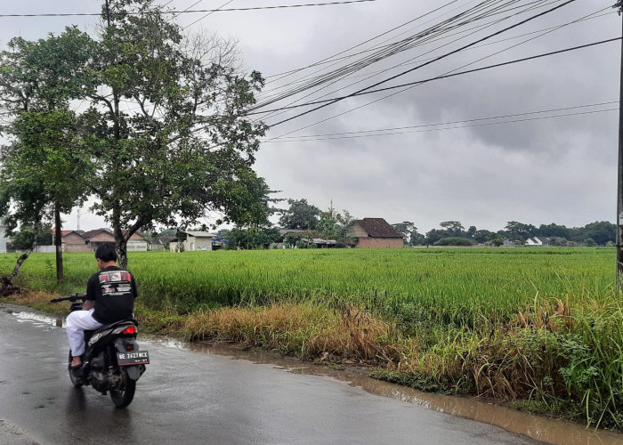 Pertahankan Lahan Persawahan, Pemkot Metro Lampung Larang Alih Fungsi Lahan Pertanian
