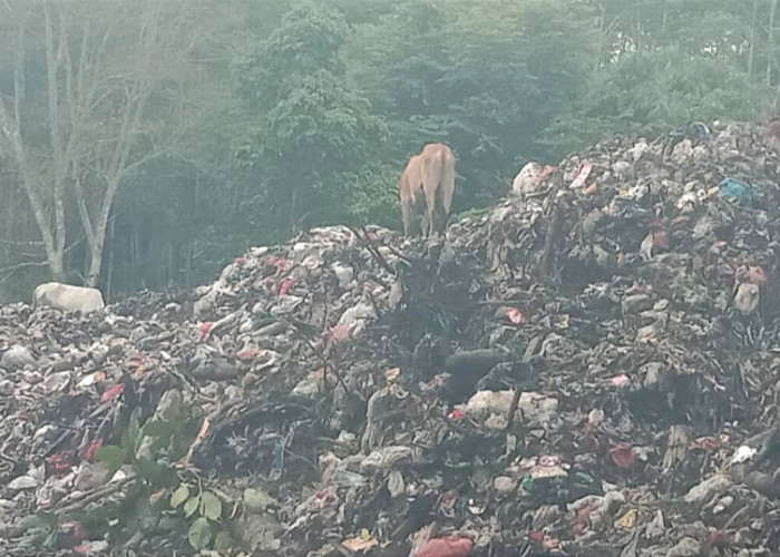 Bahaya! Hewan Ternak di Pesisir Barat Dilepasliarkan Hingga Makan Sampah 