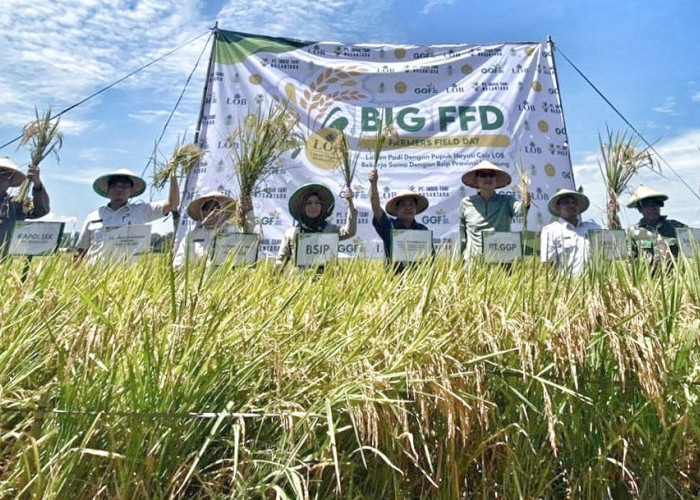 GGF Kerjasama Dengan BSIP Lampung Gelar Panen Raya Demo Padi Pupuk LOB 
