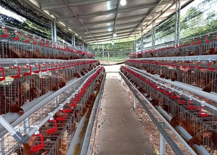 35 Ribu Ayam Petelur Disebar di Lampung 2025, Potensi Produksi Capai 24 Ribu Telur per Hari