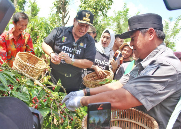 Panen Kopi di Lampung Barat, Gubernur Lampung Arinal Djunaidi Apresiasi System Intercropping
