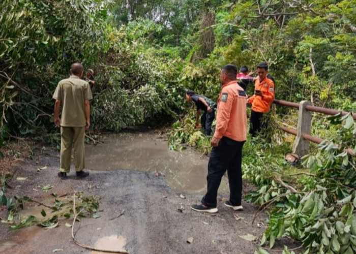 Pohon Tumbang Tutup Jalan di Blambangan Umpu, BPBD Way Kanan Bergerak Cepat
