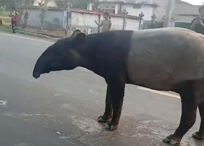 Tapir Lintasi Jalan Register 45 Mesuji, BKSDA Telusuri Kondisi Habitat Satwa Dilindungi