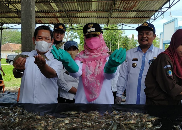 Tinjau Panen Udang, Bupati Harapkan Budidaya Terus Dikembangkan di Tanggamus