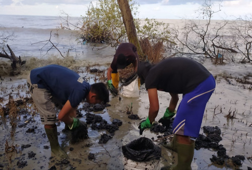 Pesisir Pantai Lampung Timur Menghitam, Ternyata Ini Penyebabnya 