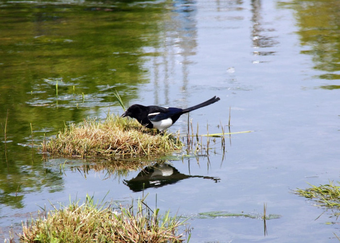 Cara Merawat Burung Murai Air Sebagai Masteran Agar Gacor dan Jinak