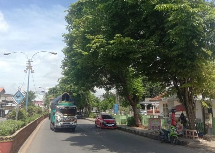 Masyarakat Lampura Pinta Ranting Pohon Menjalar Ke Badan Jalan Pengguna Jalan Segera Ditebang!
