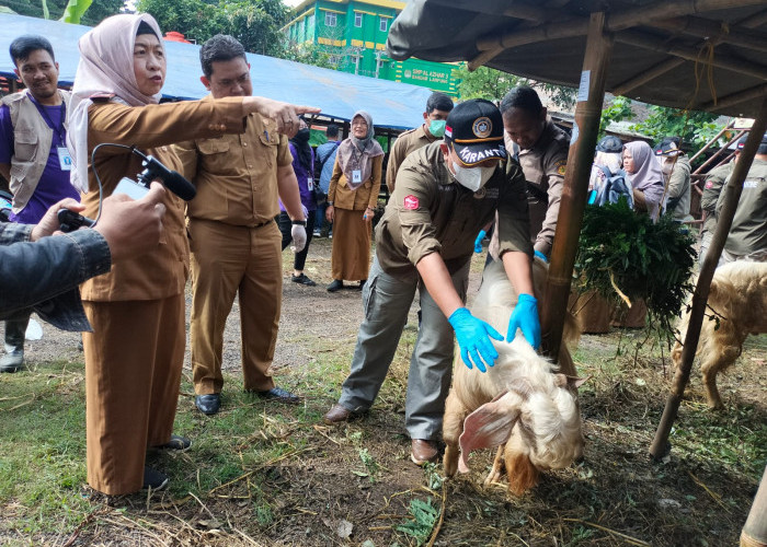 Dinas Pertanian Bandar Lampung Sebut Periksa Kesehatan Hewan Kurban hingga H+3 Hari Raya Idul Adha