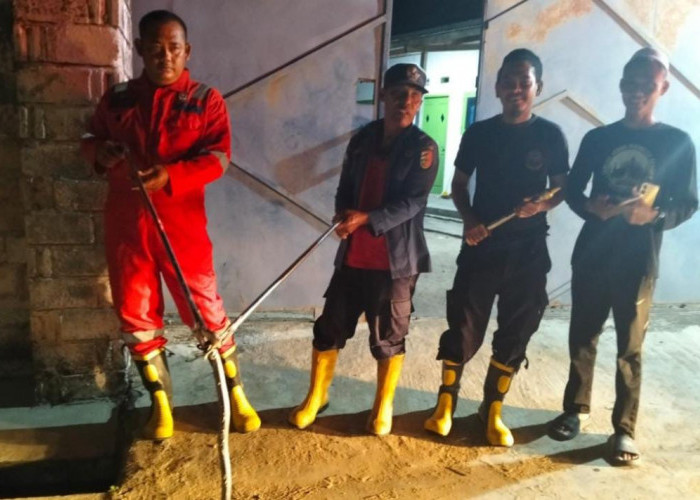 Masuk Rumah Warga Menggala, Ular Kobra Dievakuasi Damkar Tulang Bawang