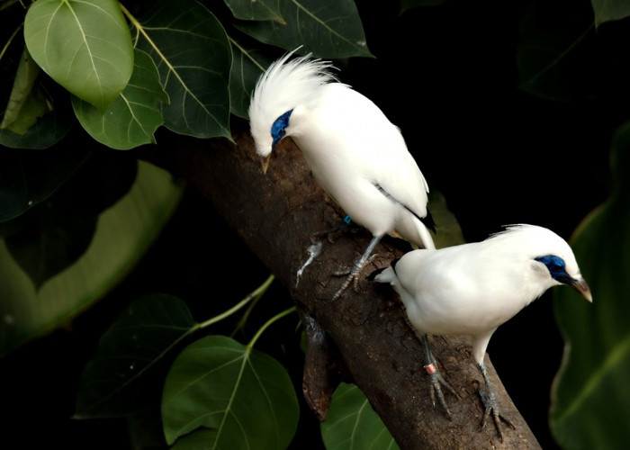 6 Burung Dengan Harga Termahal di Indonesia, Nomor 5 Hampir Punah 