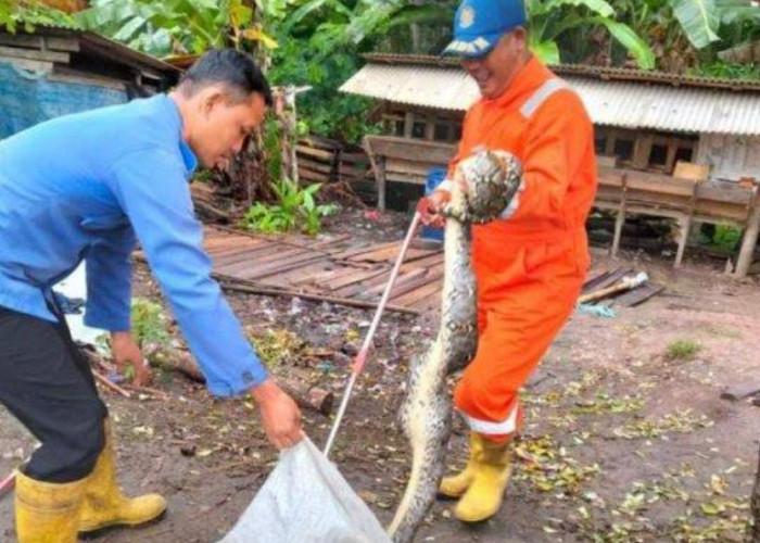 Kerahkan 5 Anggota, Damkar Tulang Bawang Evakuasi Ular Sanca Pemangsa Ternak Warga