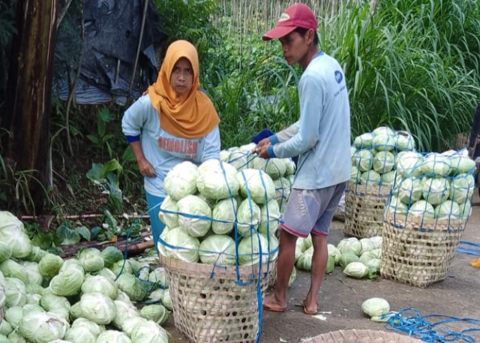 Peduli Terhadap Petani, Relawan Prabowo Borong Sayur 7 Ton Per Hari untuk Kaum Dhuafa