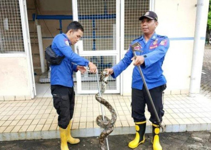 Masuk Dealer Auto 2000, Ular Piton di Evakuasi Damkar Tulang Bawang