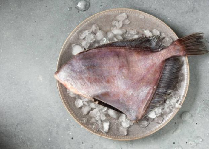 Simak, Inilah Manfaat yang Dimiliki Ikan Dori, Salah Satunya Ternyata Baik untuk Jantung
