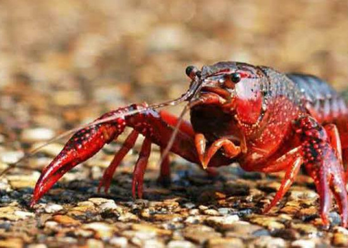 Cuan Mengalir, Ini 5 Tips Sukses Budidaya Lobster Air Tawar