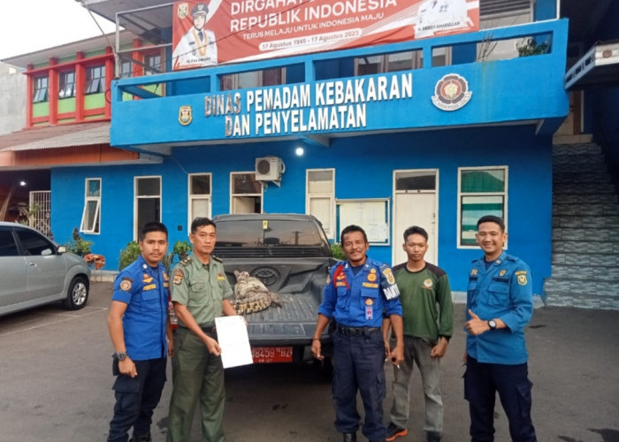 Dinas Damkar dan Penyelamatan Bandar Lampung Serahkan 1 Ekor Buaya ke BKSDA Lampung 