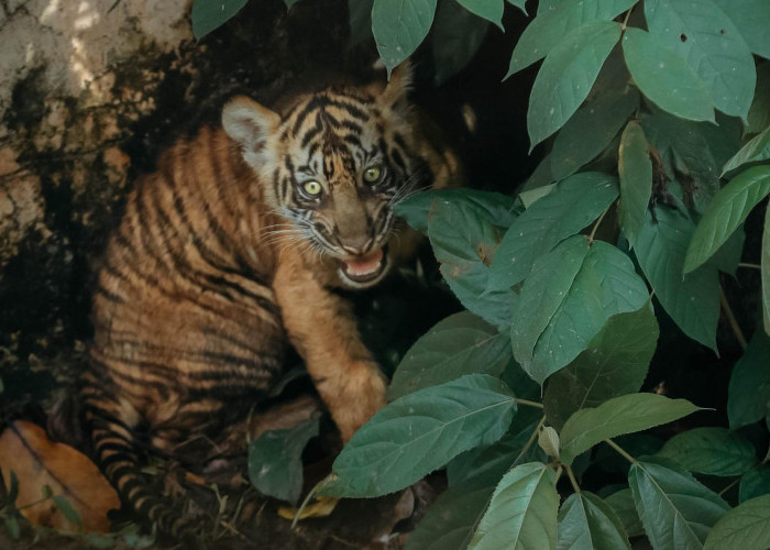 Puspa dan Muli Sikop, Dua Nama Penuh Makna untuk Anak Harimau Sumatera di Lampung