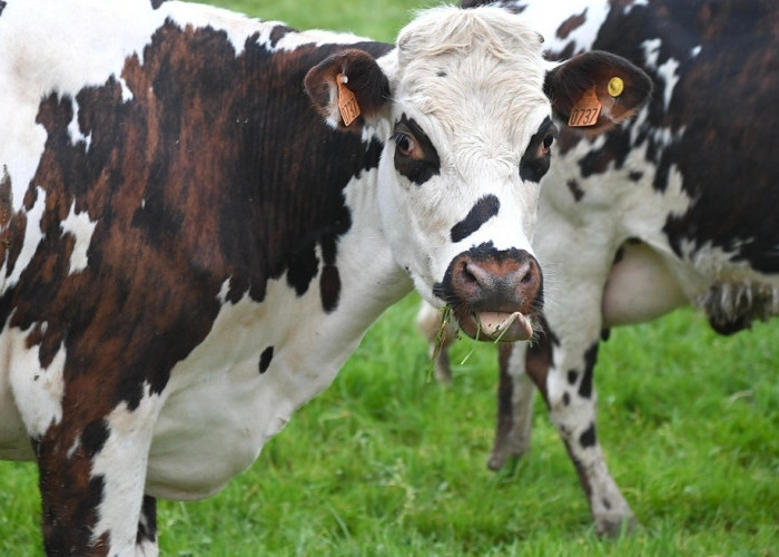 Cegah PMK, Dinas Pertanian Mesuji Perketat Lalu Lintas Ternak di Simpang Pematang