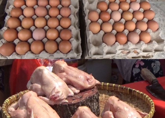 Harga Ayam dan Telur Alami Penurunan, Pedagang Keluhkan Sepinya Pembeli.