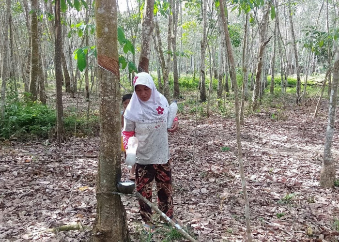 Harga Getah Karet di Mesuji Awal Tahun 2025 Tembus Rp 14.000 per Kilogram, Petani Hadapi Kendala Produksi