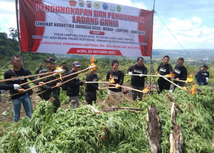Bravo! Tim Gabungan Polda Lampung Musnahkan 2 Hektare Ladang Ganja di Aceh, Granat Beri Apresiasi
