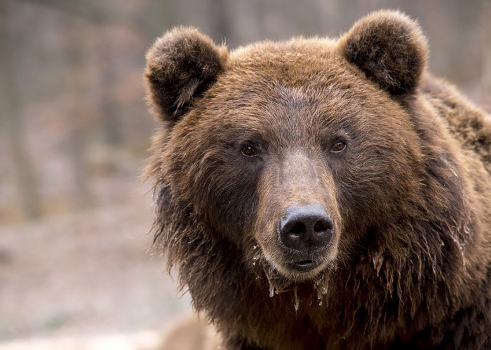 Beruang Masuk ke Pemukiman di Pesisir Barat, Mangsa Unggas dan Minum Minyak Goreng 