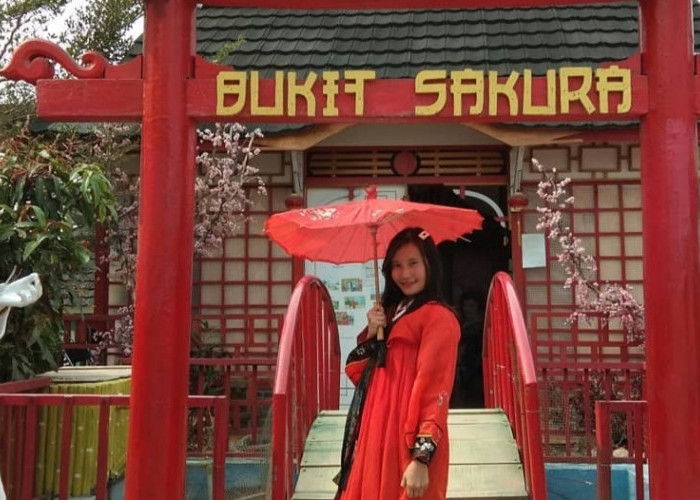 Daftar Wisata Sakura di Lampung, Cocok Jadi Rekomendasi Libur Lebaran Bareng Keluarga 