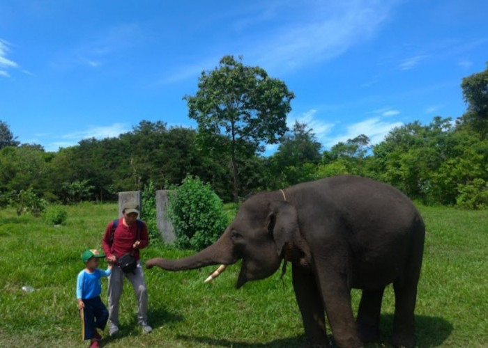 Camping dan Konservasi Alam Di Wisata Margarahayu, Wisata Alam di Lampung Timur, Ada Jeep Elephant Park