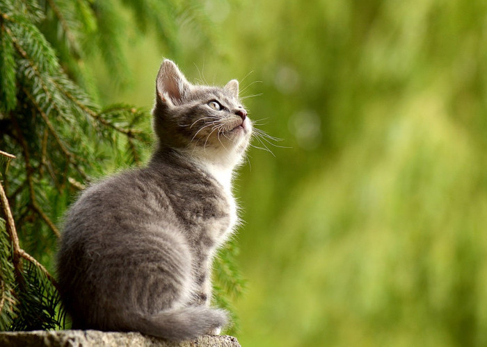 Kucing Peliharaan Harus Terhindar dari Kutu, Bagaimana Caranya?
