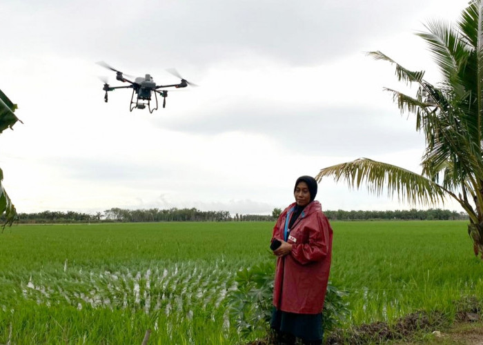 Jadi Lebih Efektif, Petani di Mesuji Lampung Gunakan Drone untuk Menyiram Pupuk 
