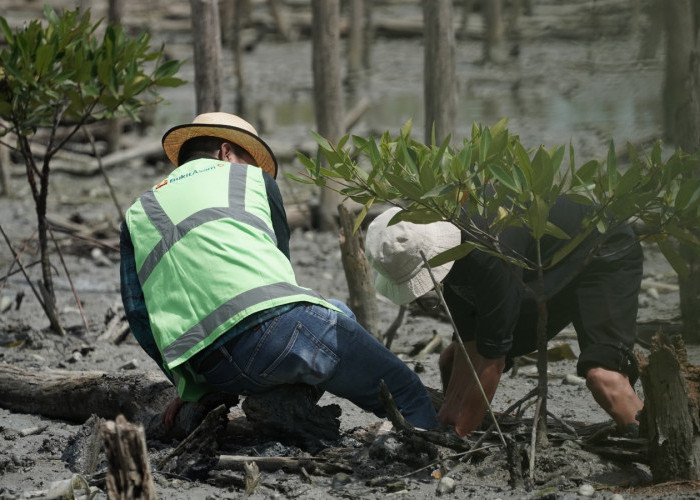 Lanjutkan Konservasi Pesisir, PTBA Tanam 40 Ribu Bibit Mangrove di Lampung Timur