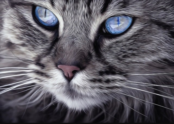6 Arti Tatapan Mata Kucing Kepada Dirimu, Nomor 4  Reaksi Saat  Berada Pada Situasi yang Baru 