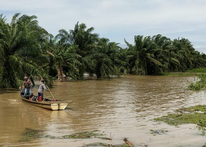 Ratusan Hektar Sawah dan Belasan Rumah di Pasir Sakti Lamtim Terendam Banjir