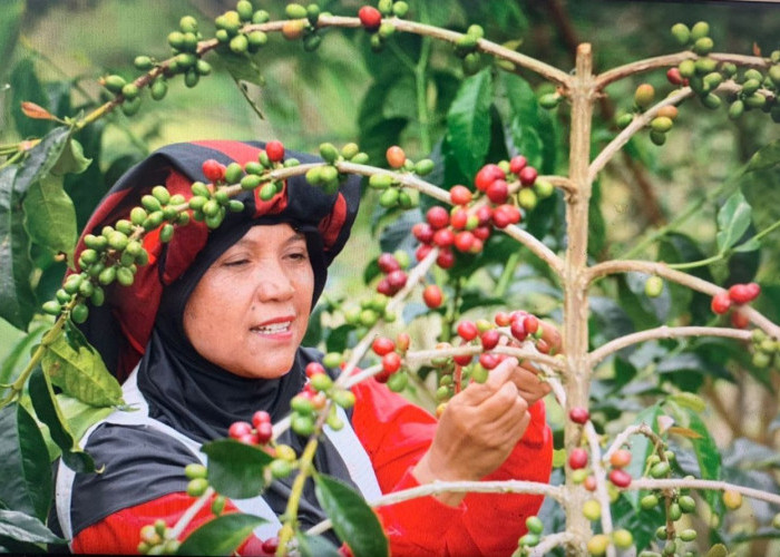 Buah Kopi Takengon Aceh sampai ke Amerika Serikat, Ini Buah Pemberdayaan UMKM BRI