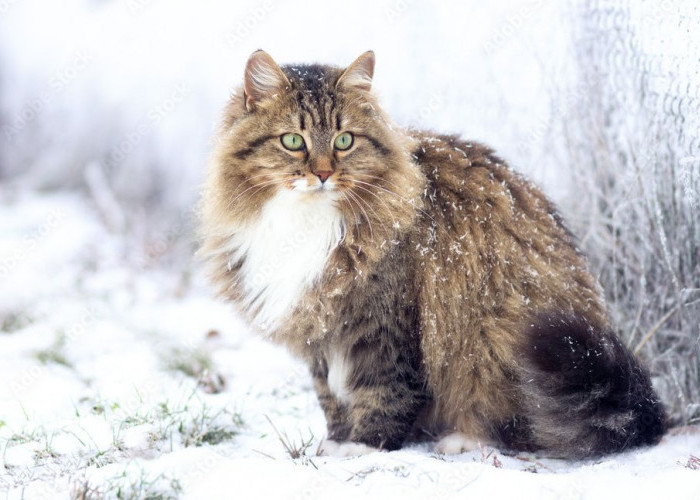 Tahan Udara Dingin, Inilah Ras Kucing Siberian yang Berasal dari Rusia