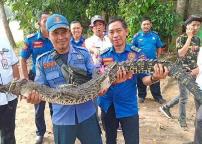 Nyasar Masuk Keramba Apung Warga Tulang Bawang, Seekor Buaya Dievakuasi Petugas Damkar