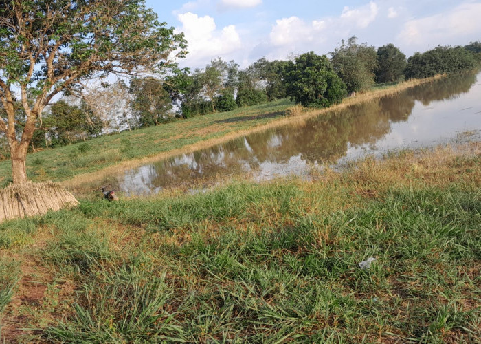 Hujan Deras, Ribuan Hektar Tanaman Singkong Warga Terendam Banjir