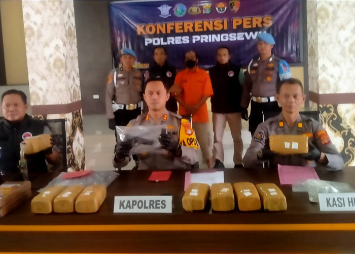 Edarkan Ganja Dalih Buat Obat, Warga Pringsewu Lampung Pernah Belajar Ekstraksi di Belanda 