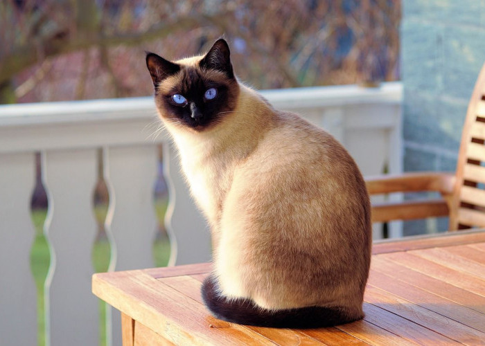 4 Kucing Asal Thailand yang Terkenal, Cocok sebagai Hewan Peliharaan Kamu di Rumah