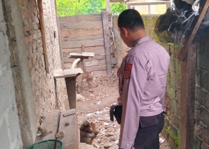 Polsek Semaka dan TNBBS Lepas Primata Dilindungi ke Habitat Asli