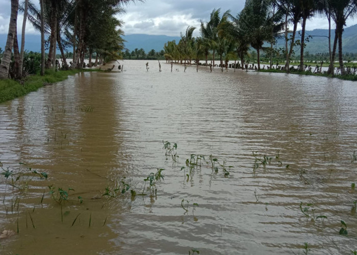Banjir Bandang Rendam Ratusan Hektare Sawah di Lampung Barat, Begini Kondisi Terkini 