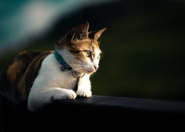 Pemelihara Kucing, Simak Beberapa Hal Ini Agar Peliharaan Kamu Tidak Merasa Sedih